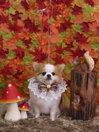 20241108りくくん